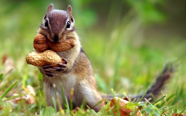 صور للسنجاب فائقة الجودة squirrel pictures hd ثقافة تك