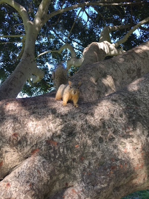 cutest friendly squirrel 
