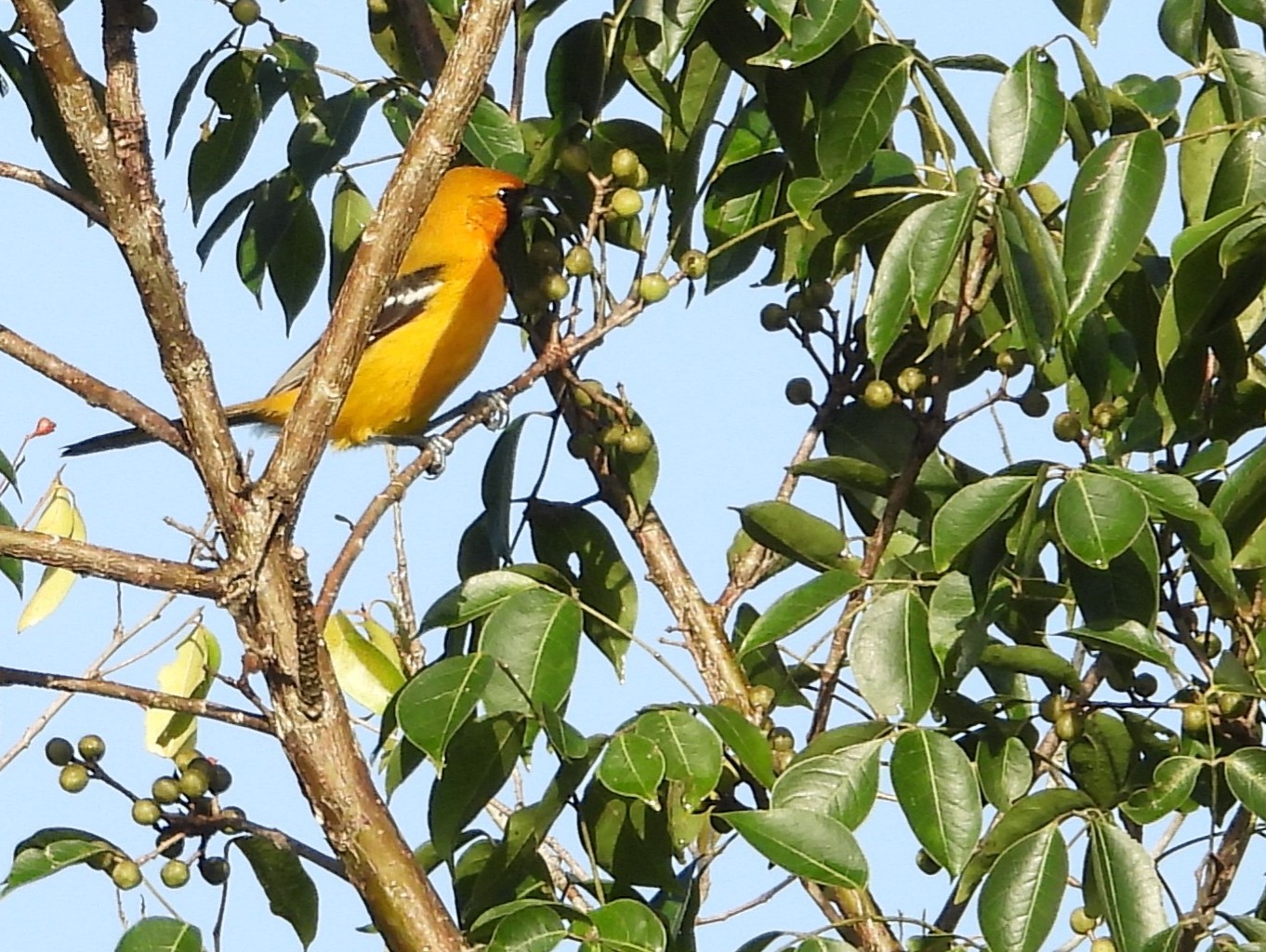 Bird & Travel Photos, Birding Sites, Bird Information MALE ORANGE