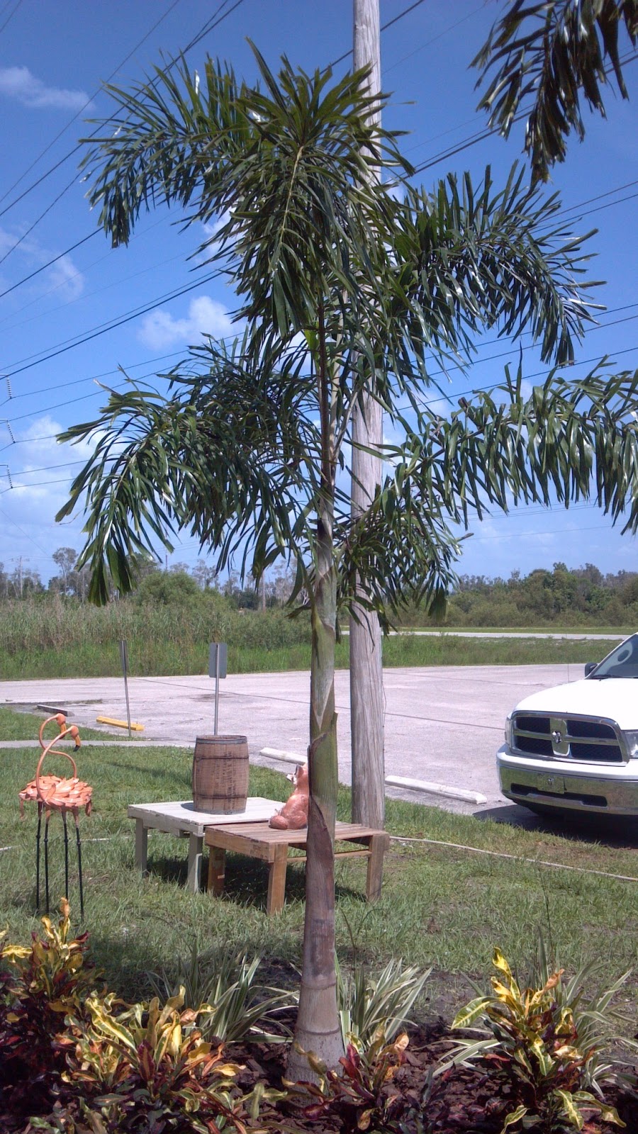 A Quality Plant Landscape Installation of Wholesale Palms including