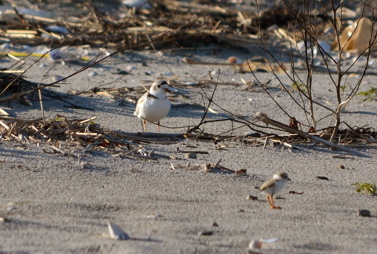 Woods Walks and Wildlife Piping Plover Babies!