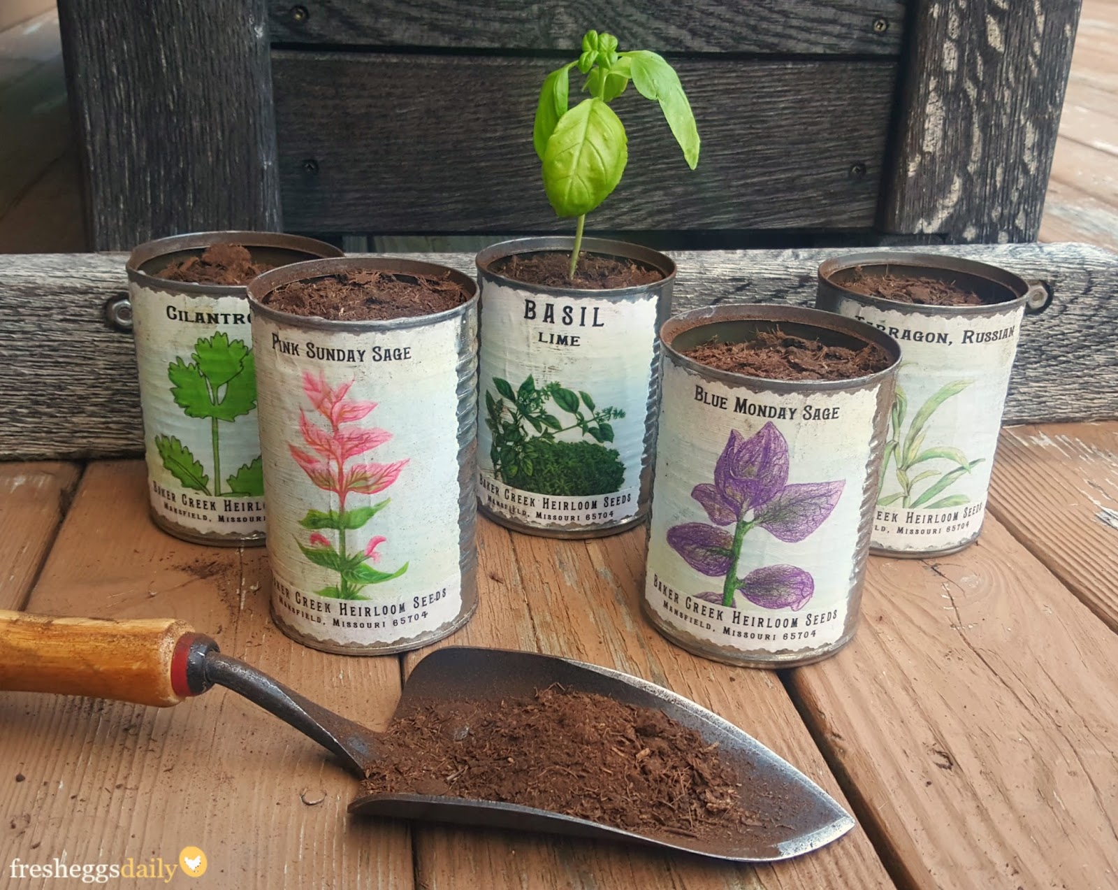 Planting Herbs in DIY Vintage Inspired Tin Cans Fresh Eggs Daily