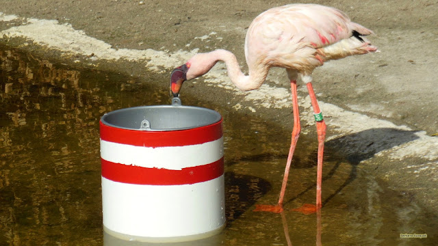 Dwergflamingo in het water