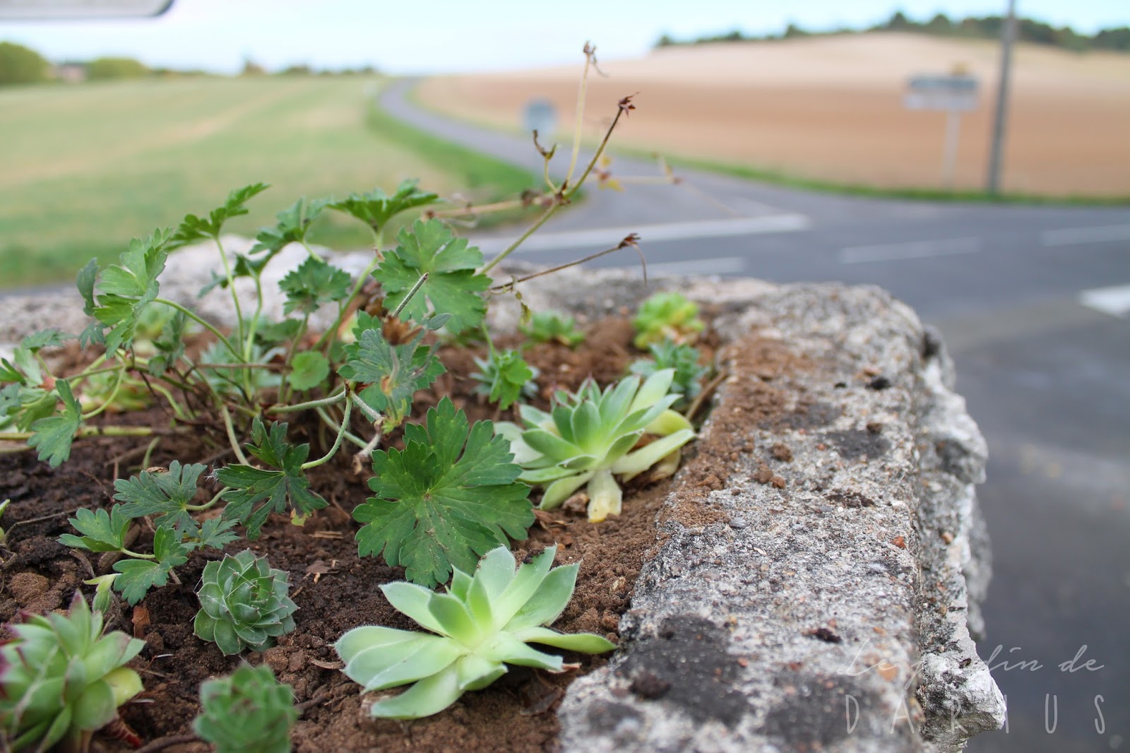 Le Jardin de Darius Une histoire de poteau