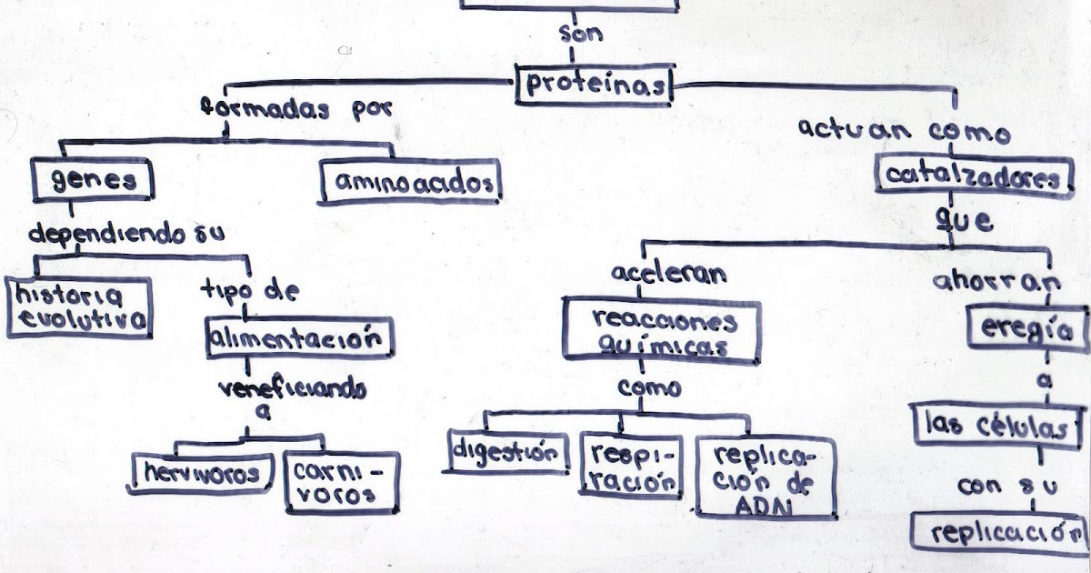 Biología I Mapa conceptual Lectura 2 Enzimas