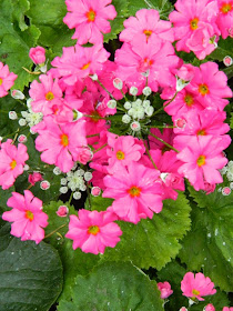 Primula malacoides Allan Gardens Conservatory Spring Flower Show 2014 by garden muses-not another Toronto gardening blog