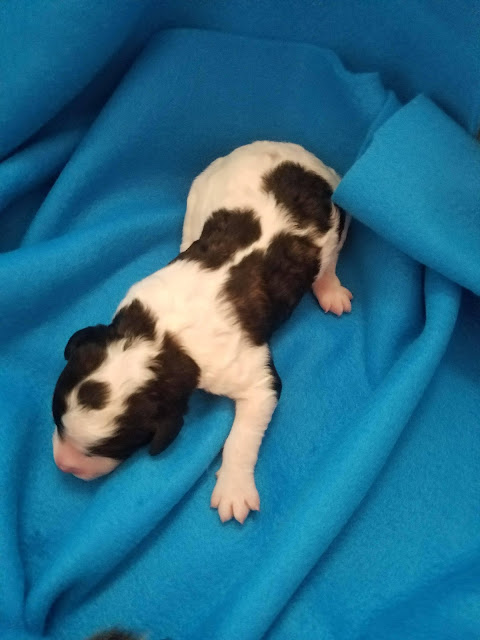Black and white poodle puppy with a dot on the head