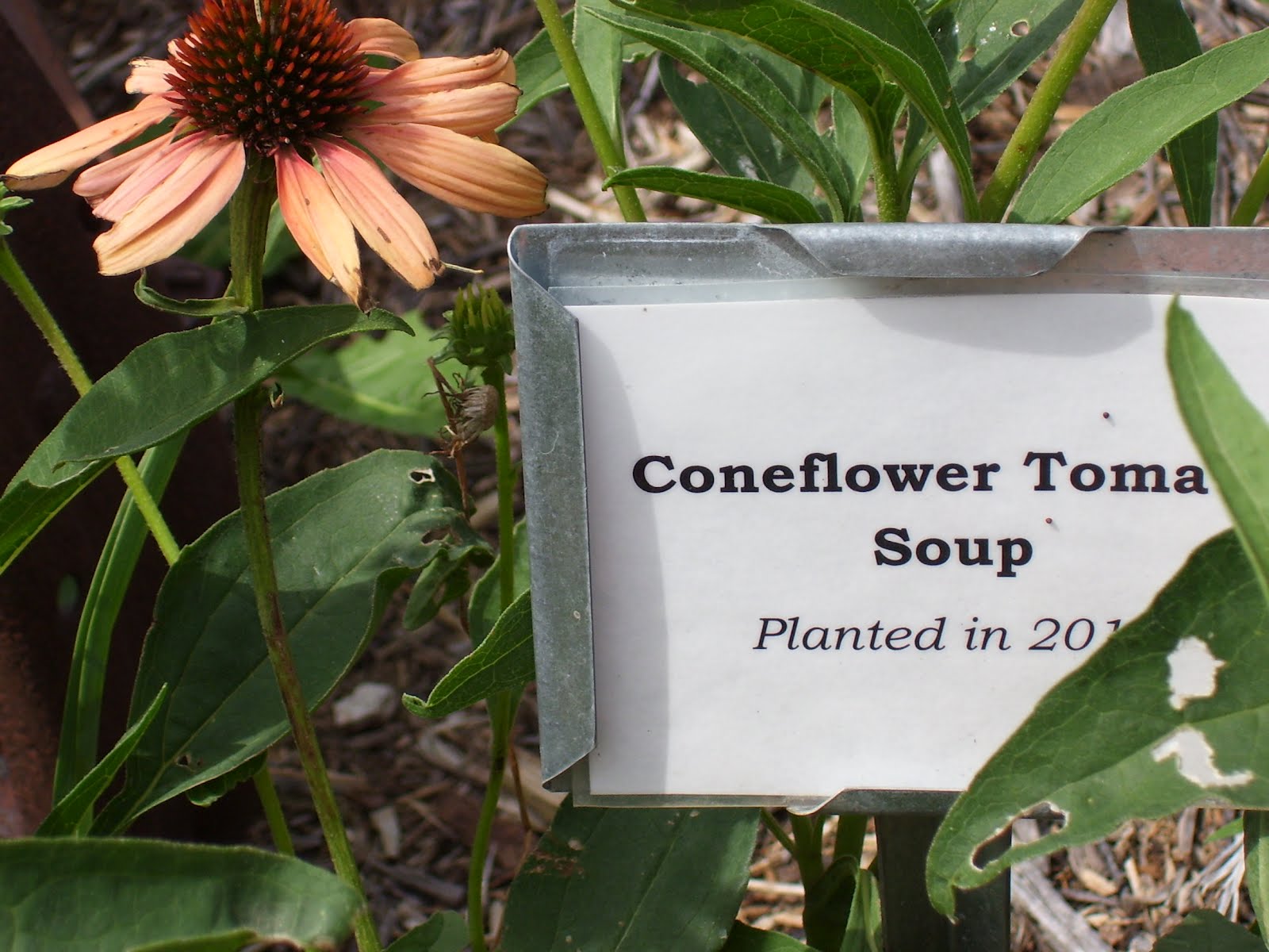 Talking to Plants Hancock Agricultural Research Station