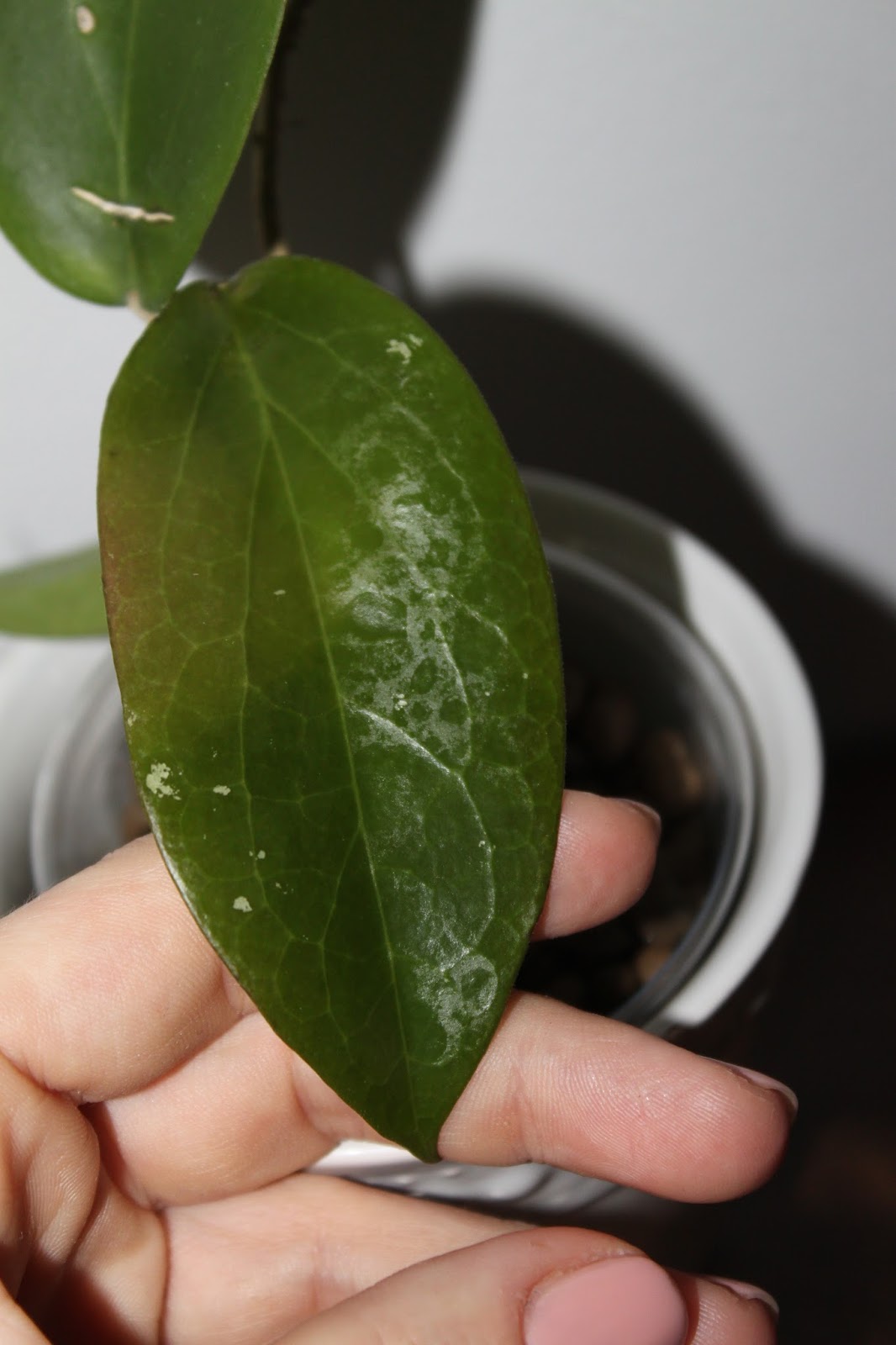 Hoyapassion: Z cyklu NOWOŚCI 2016 - Hoya 'Dossy'