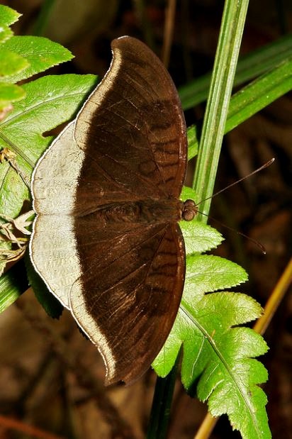 JÓIAS DA NATUREZA TANAECIA LEPIDEA (Butler, 1868)