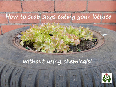 How to stop slugs eating your lettuce without using chemicals The Green Fingered Blog