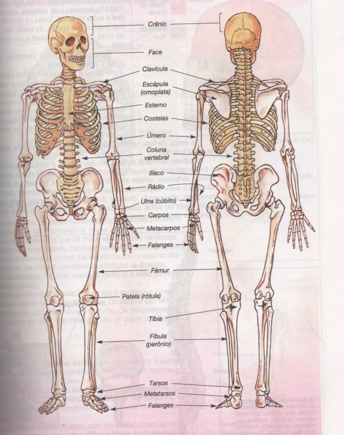 Corpo humano online Ossos Corpo humano online Ossos