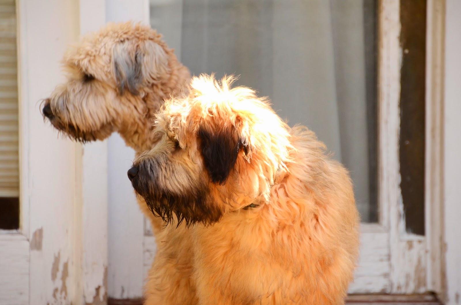 Frisky Fido Framingham Soft Coated Wheaten Terrier Puppies!!