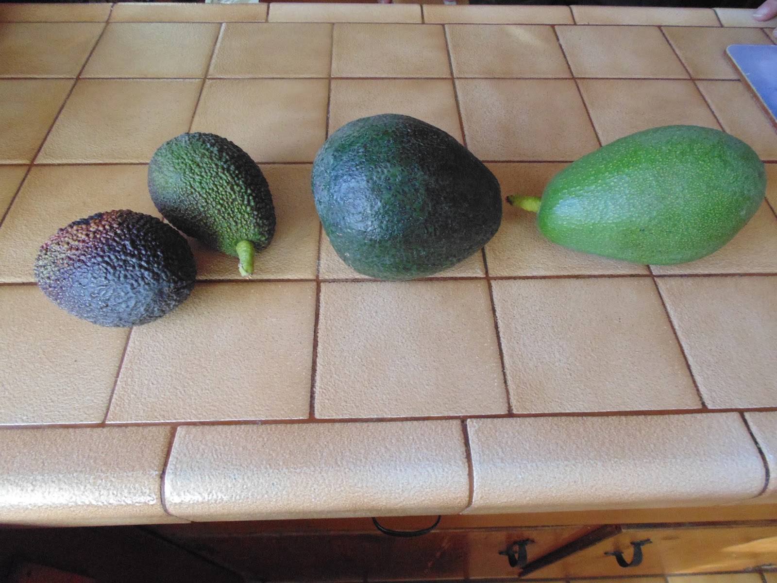 Choosing The Best Avocado Varieties