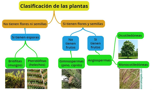 Resultado de imagen para CLASIFICACION DE LAS PLANTAS