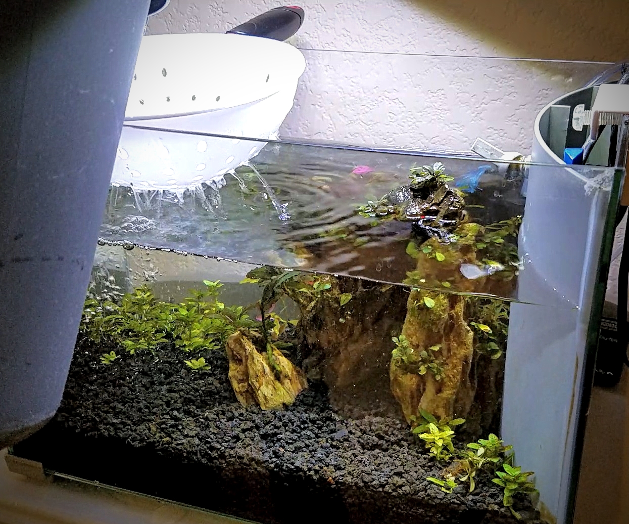 A GAMER'S WIFE How to Clean Your Betta Fish Tank the Easy Way!