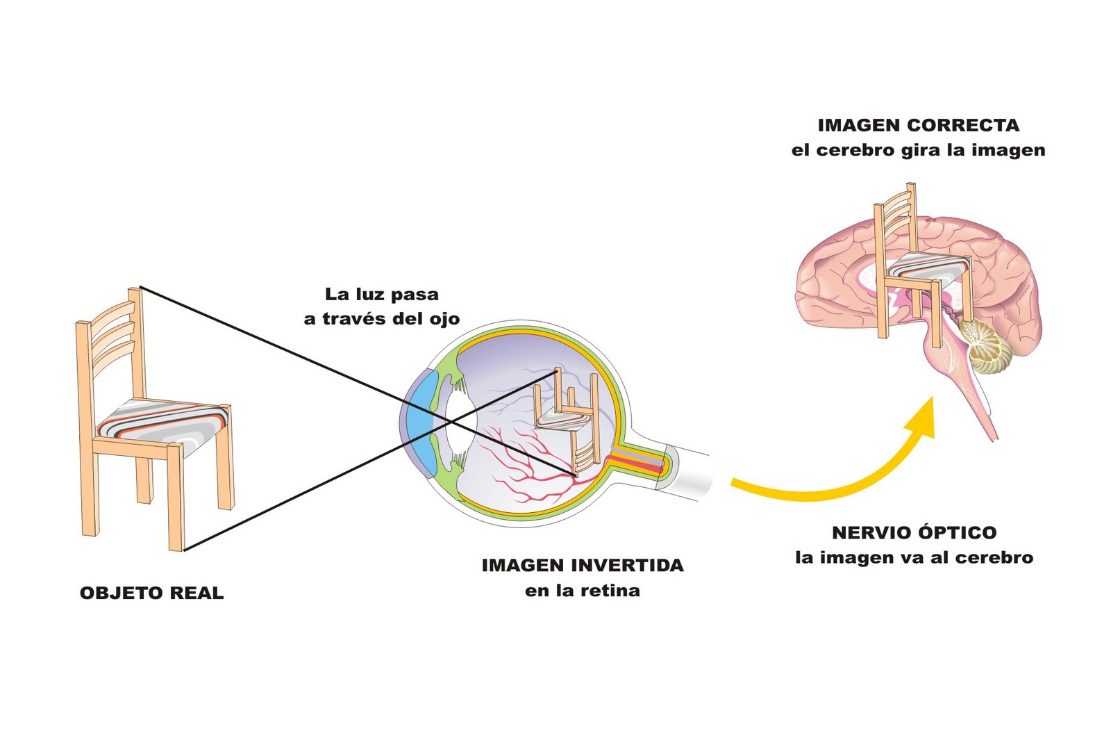 Parte Del Ojo Donde Se Proyecta La Imagen Invertida