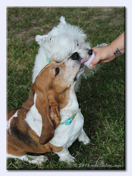 Basset and Westie licking one cup of Dogsters