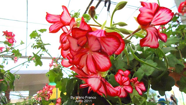 Meu Cantinho Verde: GERÂNIO-PENDENTE - ( Pelargonium peltatum )