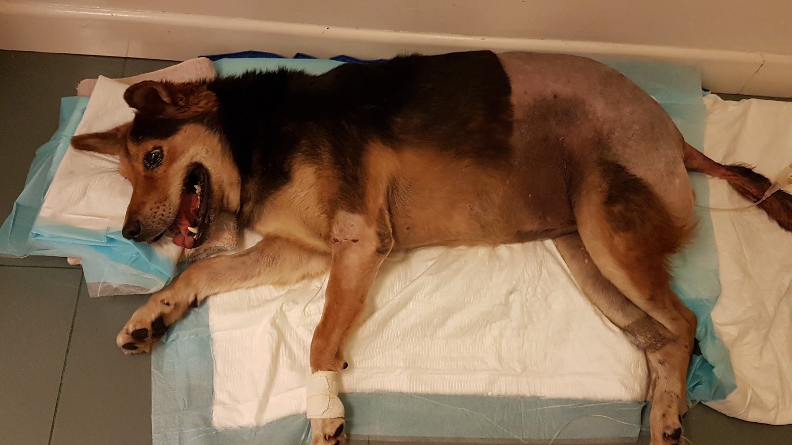 HOPE Dog Rescue Donut's Out of Surgery