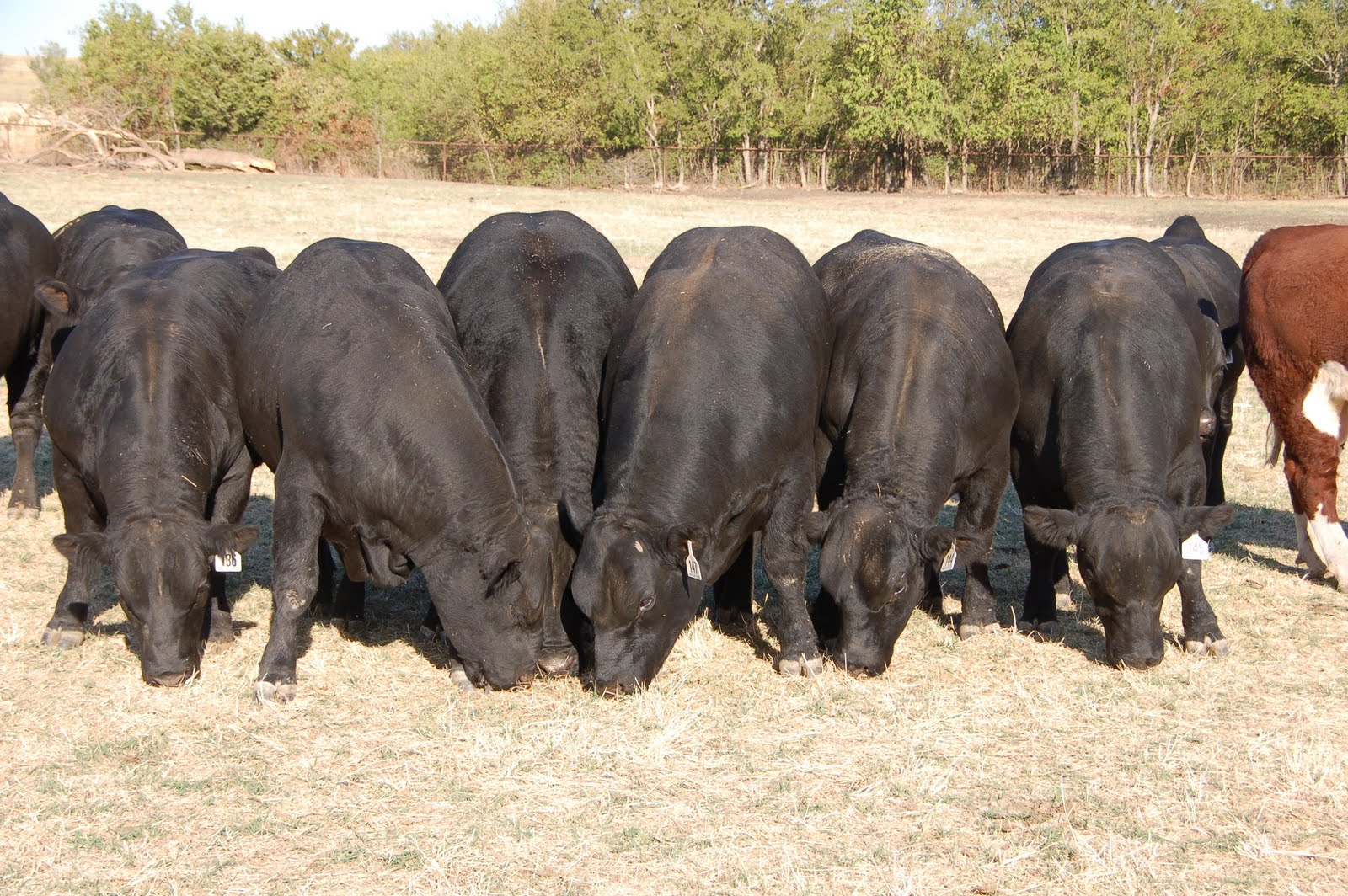 Buck Cattle Co. Blog Fall Premier Sale Bulls