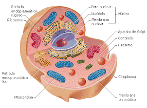 Celula eucarionte