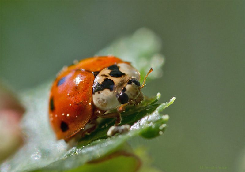 Gartenblog GeniesserGarten Nützlinge im Garten Marienkäfer