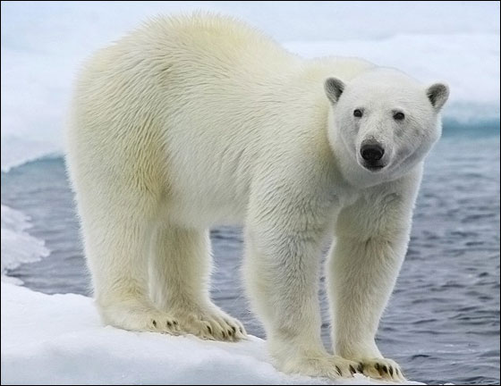 حقائق عن الدب القطبي