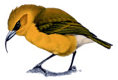 akiapolau Hemignathus munroi aves en extincion de Hawaii