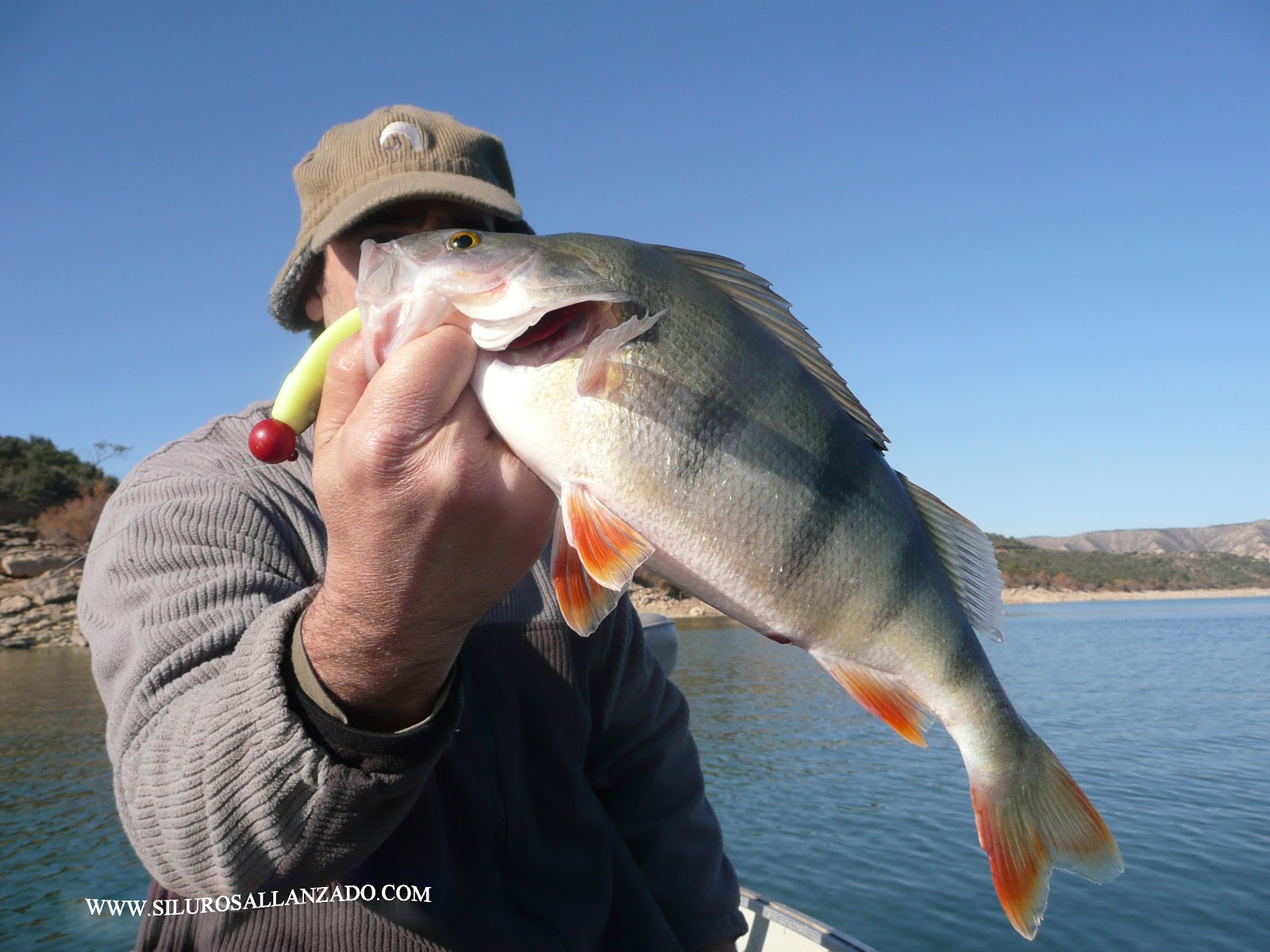 PESCA CON GUÍA DEL SILURO AL LANCE Y PELLETS EN MEQUINENZA Y RÍO EBRO