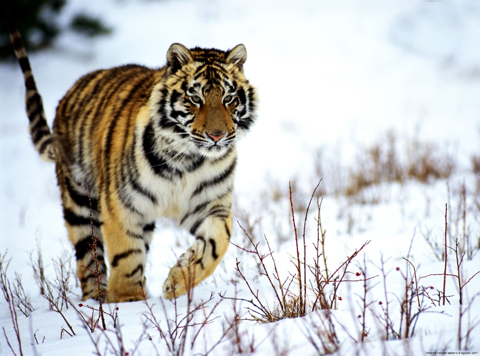 Tiger Wallpapers for Desktop