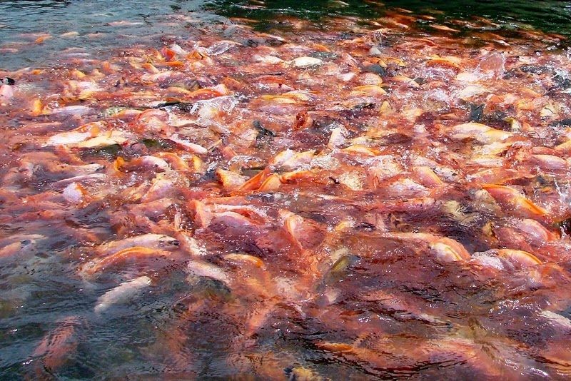 Makanan Ikan Nila Supaya Cepat Besar