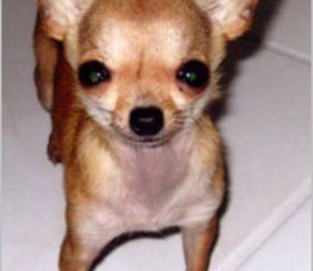 World's Smallest Dog Ever