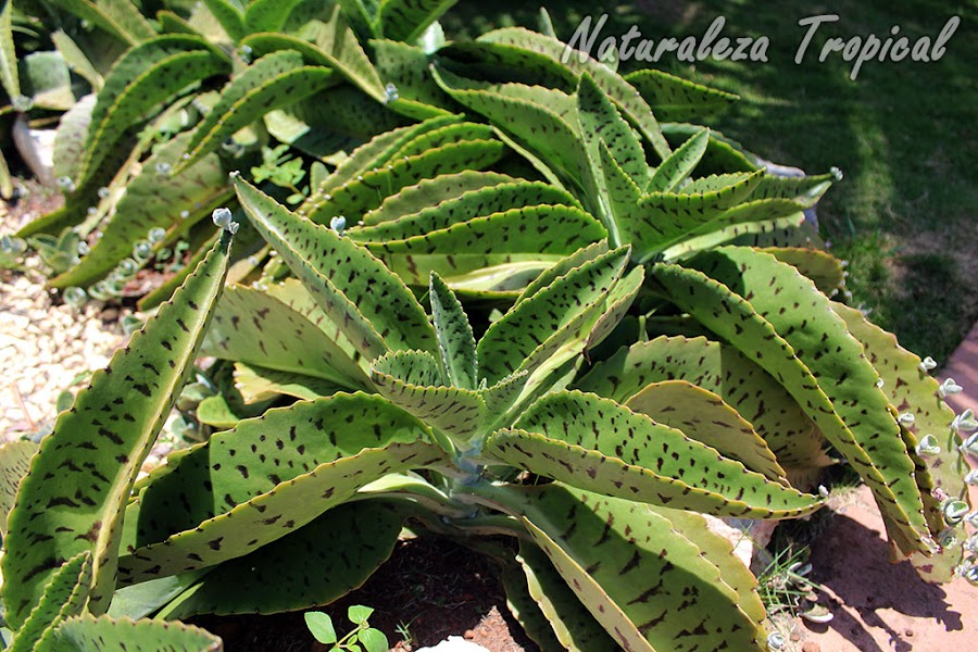 La suculenta Orejas de Burro, Kalanchoe gastonis-bonnieri