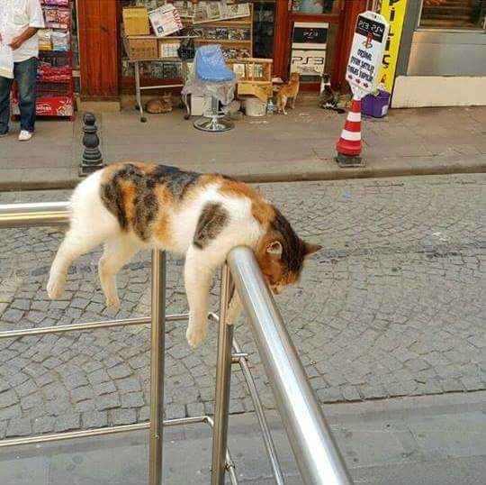 Cats Sleep Anywhere poem