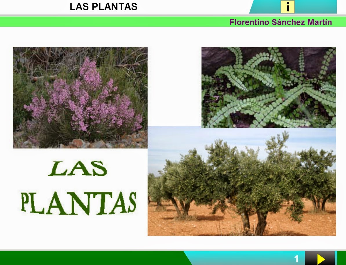 http://cplosangeles.juntaextremadura.net/web/edilim/curso_4/cmedio/las_plantas/las_plantas/las_plantas.html