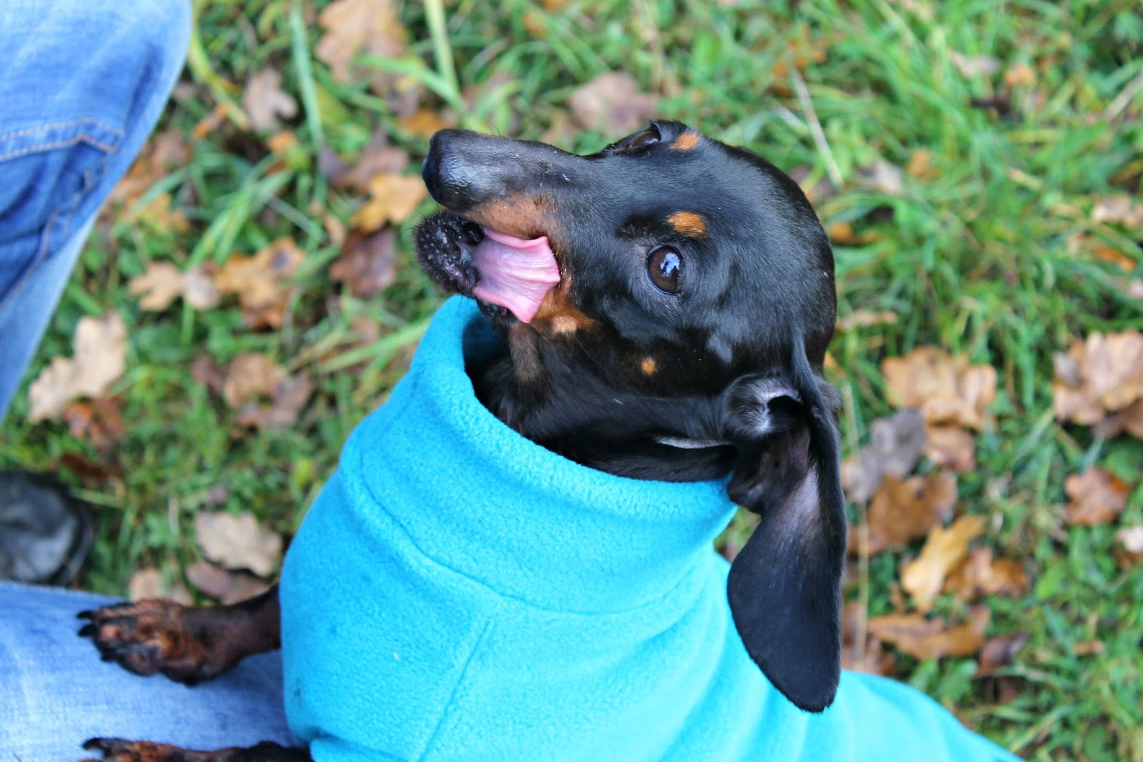 dachsie equafleece