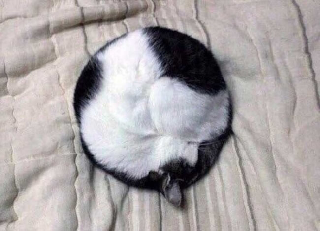 28 Fascinating Pictures That Will Satisfy Every Perfectionist - A cat or a circle