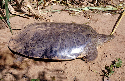 endangered asiatic turtles