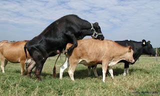 Reconhecer Uma Vaca No Cio. 2 Vaca No Cio 2 Reconhecer Uma Vaca No Cio.