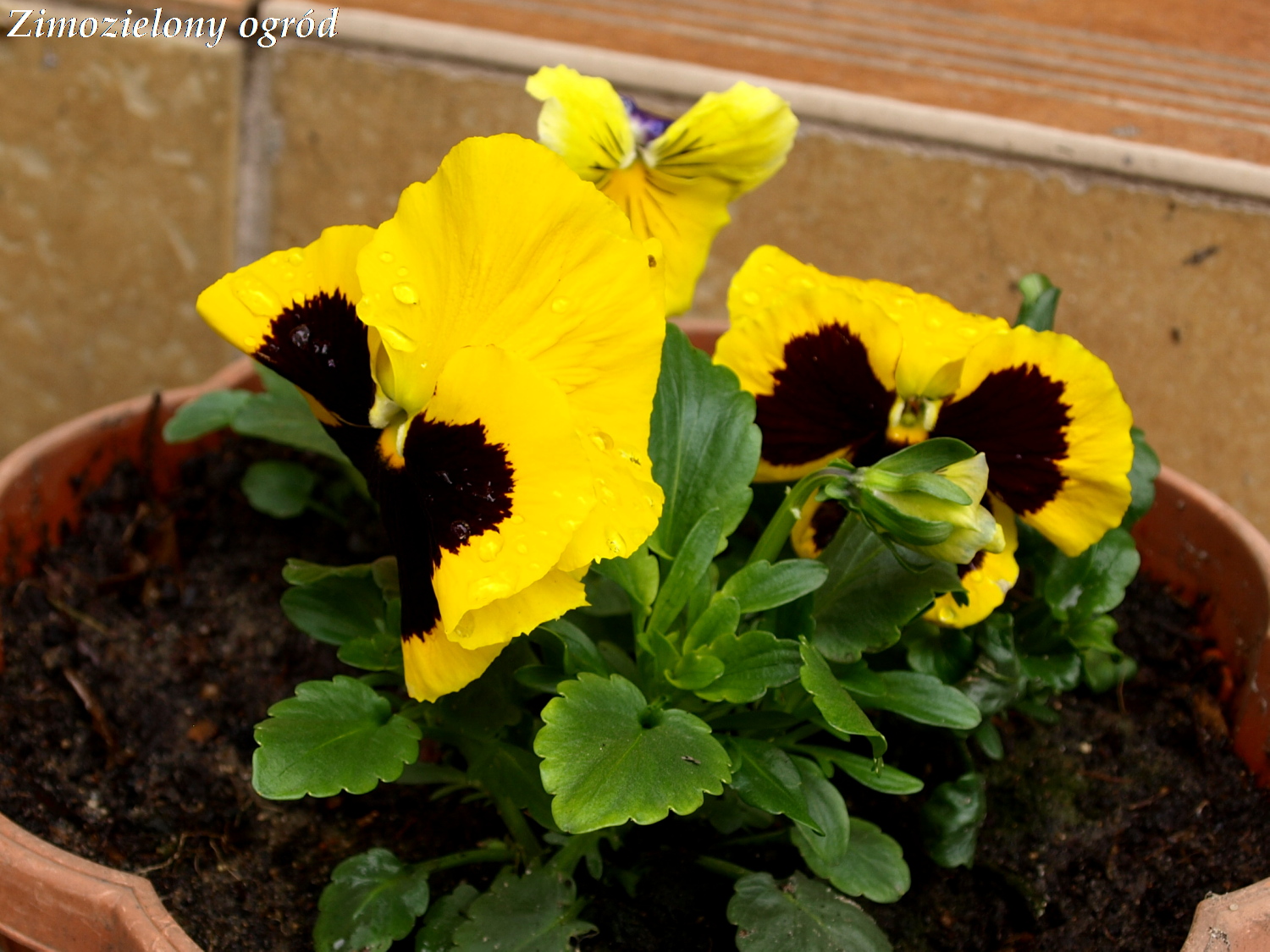 Zimozielony Ogrod Maja 2012