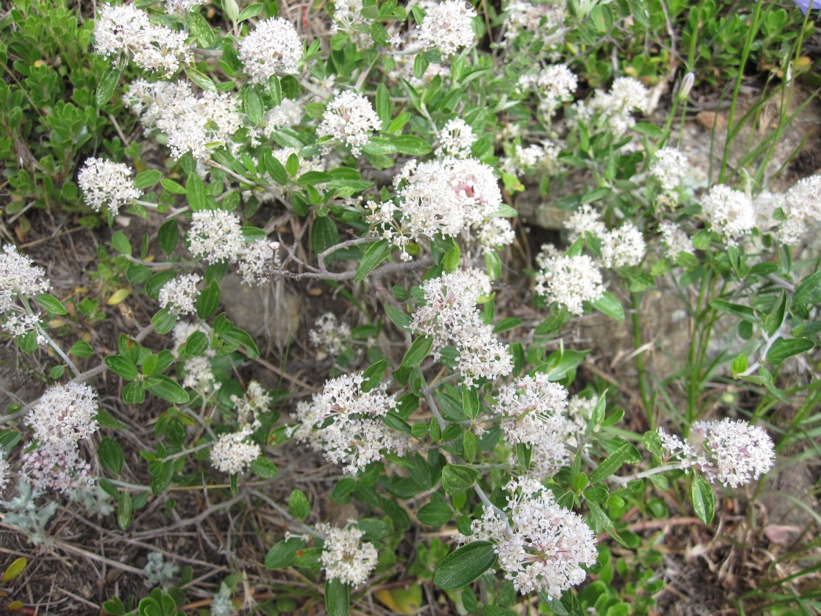 Innie Me Colorado Wildflowers White