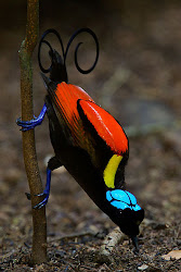 paradise bird birds rare colorful wilson animals around guinea flying amazing animal pretty exotic respublica tail spectacular papua cicinnurus feathers
