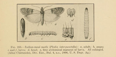 Illustrationof Plodia interpunctella - Indian Meal Moth