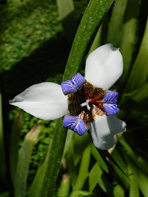 Apostle Plant Walking Iris Neomarica gracilis Allan Gardens Conservatory by garden muses-not another Toronto gardening blog