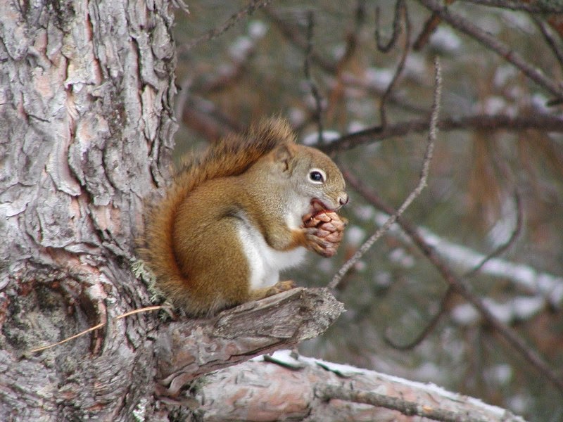 Pine Squirrels Animals Interesting Facts & Latest Pictures Animals