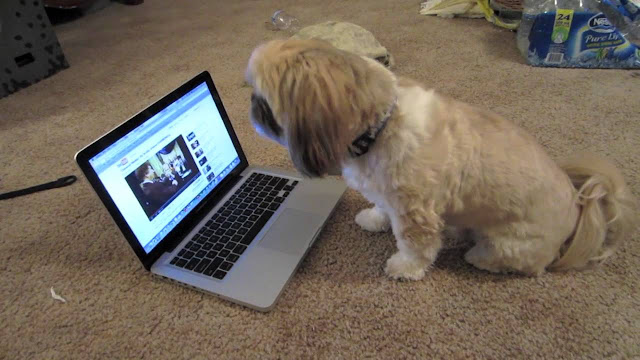 O que seu shih tzu pensa