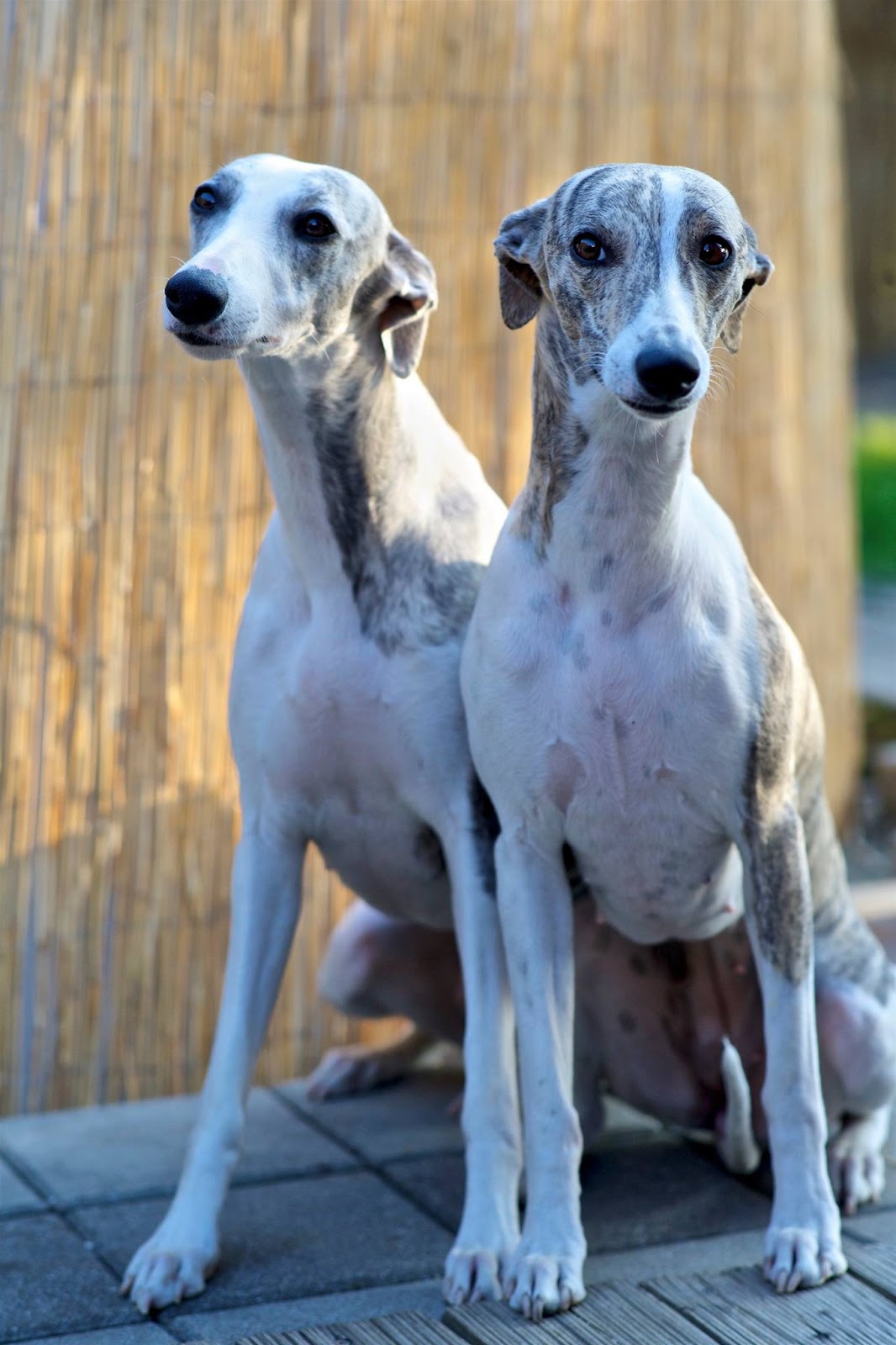 Whippet kennel Tenderline Potrdili smo brejost pri obeh psičkah!