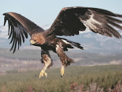 eagle golden birds wingspan prey facts feet biggest