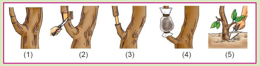 Pembiakan Tanaman Secara Vegetatif Buatan dengan Cangkok - Panduan